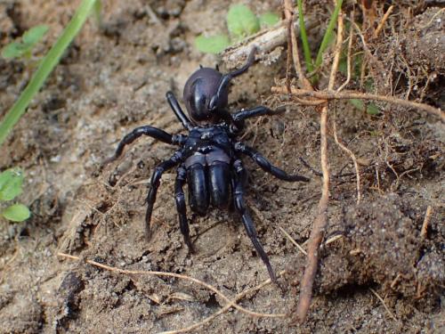 Réf. 233 889 : Atypus piceus